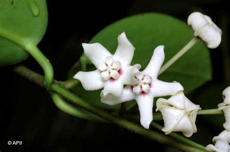 Hoya australis is a popular hoya species right after hoya carnosa. Factsheet - Hoya australis subsp. australis