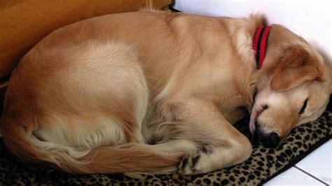 Owners Dog Looks At Him While He Falls Asleep Later Finds Out Reason