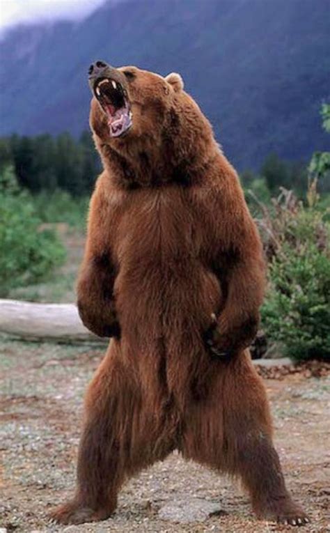 Kodiak Bear Ursus Arctos Middendorffi Threat Display Standing Fully Upright A Large Male