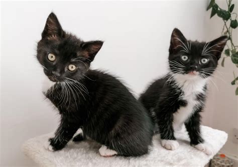 Meet Our Tuxedo Kittens Arlo And Willow Simply Emma