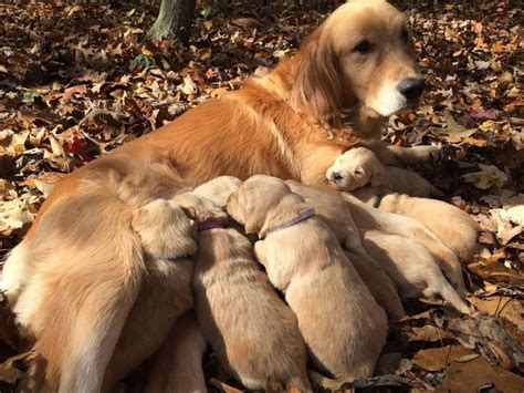 Our intake service area includes eastern tennessee, eastern kentucky, southwestern virginia, and western north carolina. Sold Out: Next Litter will hopefully be here for Christmas AKC Golden Retriever Breeder located ...