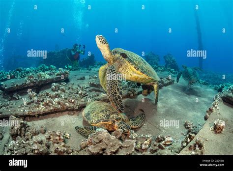 Green Sea Turtles Chelonia Mydas And A Diver MR With A Camera Over