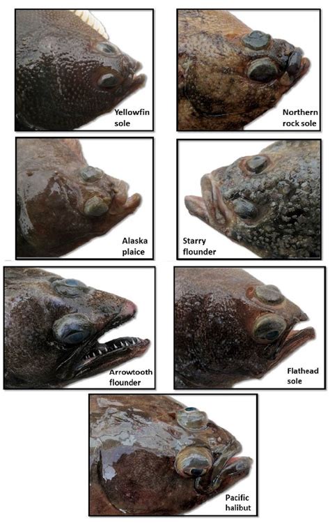 Noaa Study Of Flatfish Feeding Outdoors Unlimited Media And Magazine