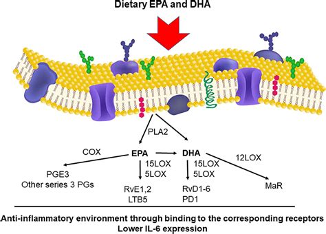 Frontiers The Potential Beneficial Effect Of Epa And Dha