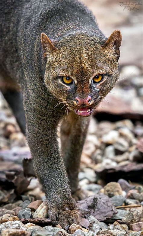 How Much Does A Jaguarundi Eat Advocating Animal Welfare