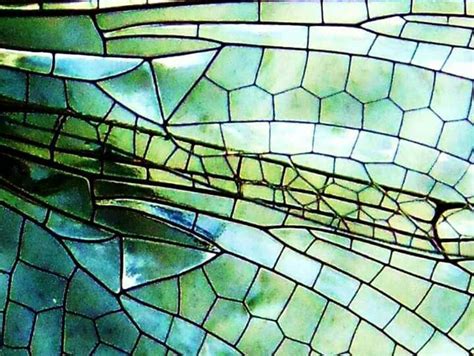 Fae Art Dragonfly Wings Timeline Photos Close Up Photos Faeries