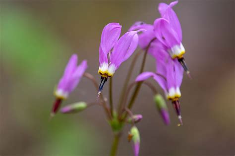 How To Grow And Care For Shooting Star