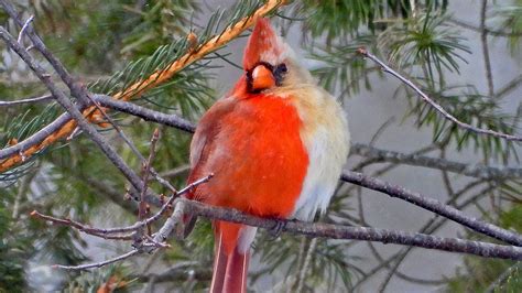 Half Male Half Female Rare Cardinal Photographed In Erie Pa Region