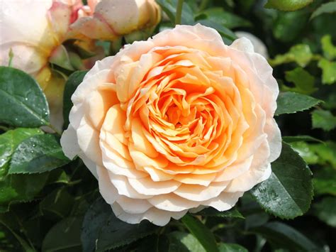 Kletterrose Ginger Syllabub Rosa Ginger Syllabub Baumschule