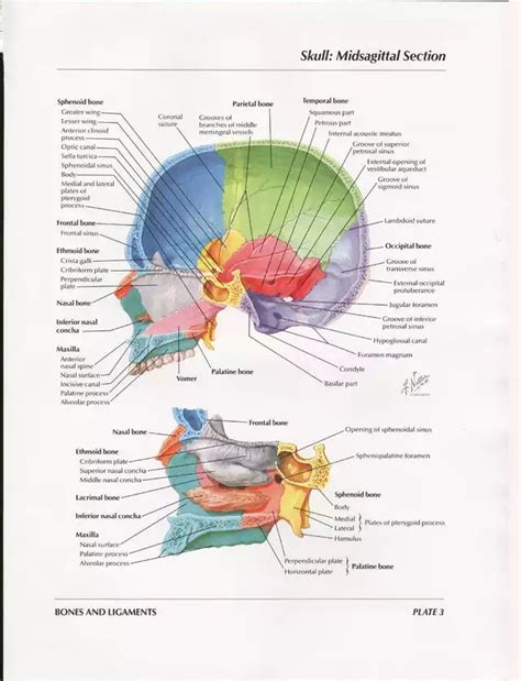 Netter Head And Neck Anatomy Gallery In 2021 Head And Neck Anatomy
