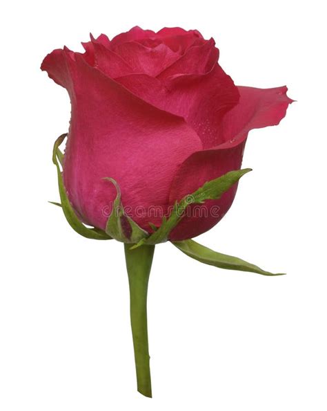 Large Bud Of A Pink Rose Beautiful Bud Rose Blooms White Background