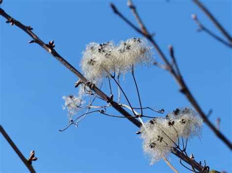 Bezplatný Obrázek Jarní čas Větev Příroda Strom Modrá Obloha