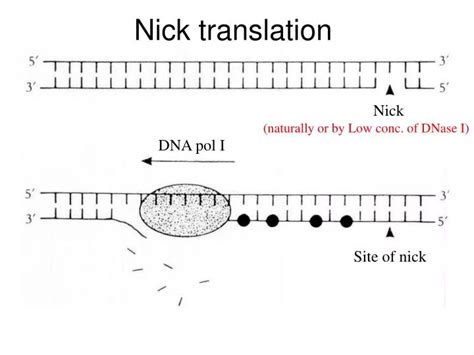 Ppt Nick Translation Powerpoint Presentation Id4678543