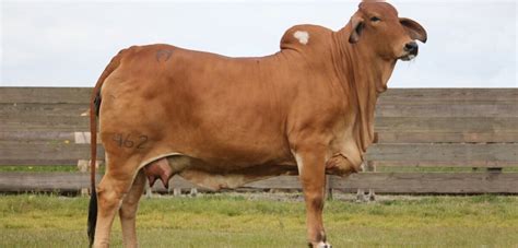 The remaining amount can be invoiced or paid at pickup. Red Brahman Show Cattle For Sale, Fresh Off Their Spring ...