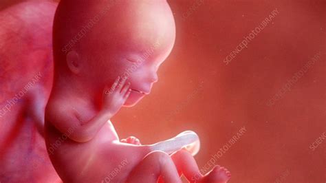 12 Week Old Fetus Stock Video Clip K0081693 Science Photo Library