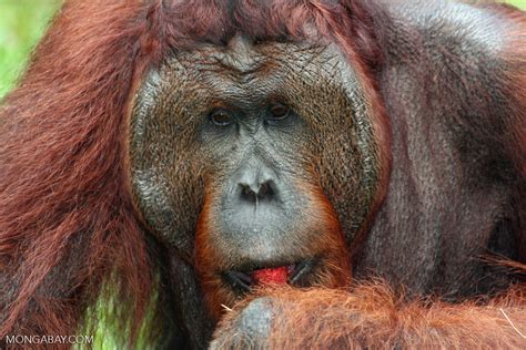 Rehabilitated Adult Male Orangutan Pongo Pygmaeus Eating A Rambutan