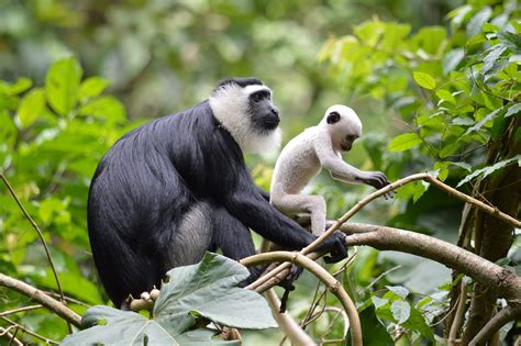 We Work With 2 Of The 25 Most Endangered Primates That Made This List