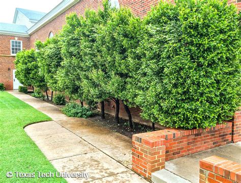 It also thrives well in the shade the fungus hibernates both in the diseased branches, as well as in the foliage and the infected fruits. Carolina Cherry Laurel | Plant Resources Home | TTU