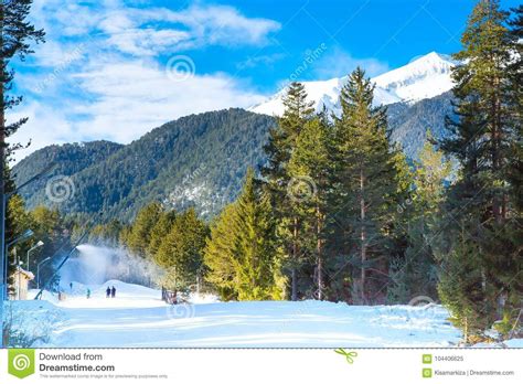 Green Pine Trees And White Snow Peak Of The Mountain Behind Stock Image