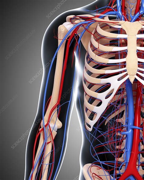 Upper Body Anatomy Artwork Stock Image F0059808 Science Photo