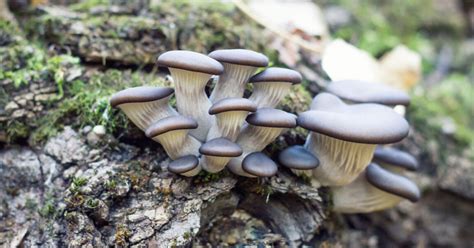 What Is Blue Oyster Mushroom Benefits Uses And Growing Tips