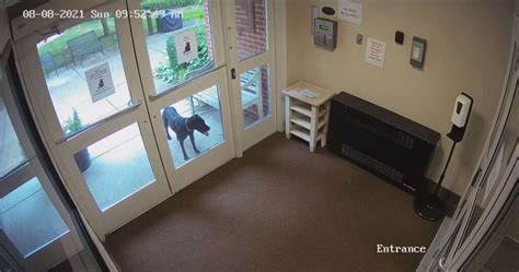 Dog Sneaks Off To Mothers Job Thinking She Forgot Her At Home Daily
