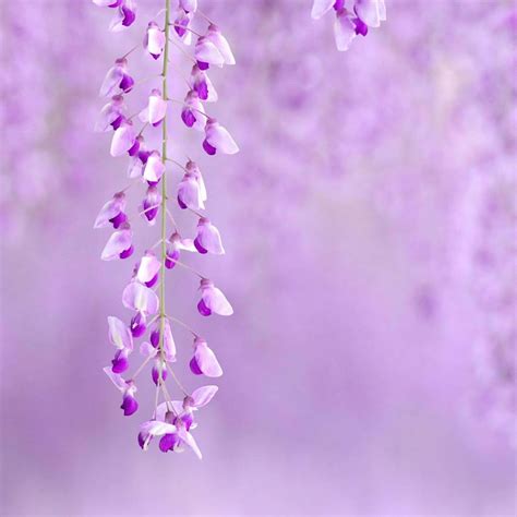 Download Purple Flower Background 2048 X 2048