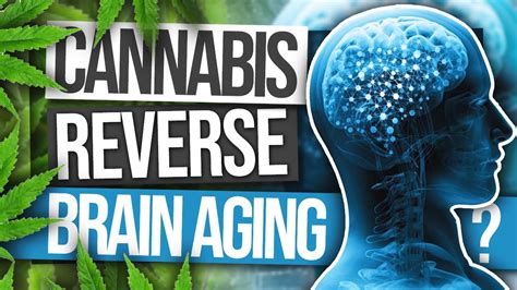 Can Cannabis Reverse Brain Aging Youtube