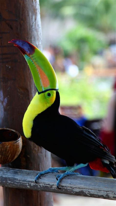 Toucan Bird Brazil 4k Ultra Hd Mobile Wallpaper Brazil Animals Pet