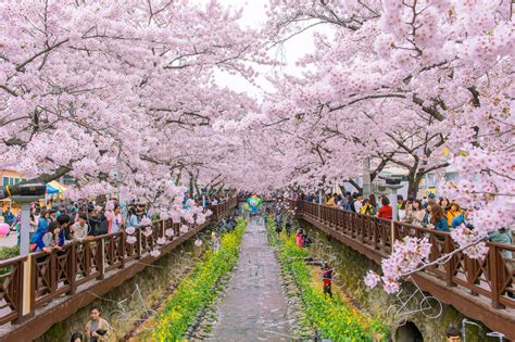 Where Can I See Cherry Blossoms In Seoul