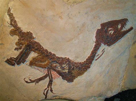 Paranormal Searchers Scientists May Have Uncovered What Dinosaur Dna Looked Like
