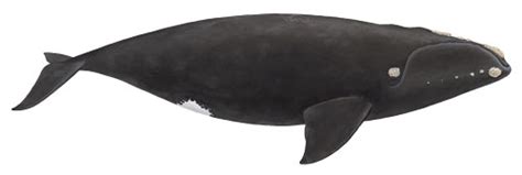 North Pacific Right Whale Marine Education Alaska Sea Grant