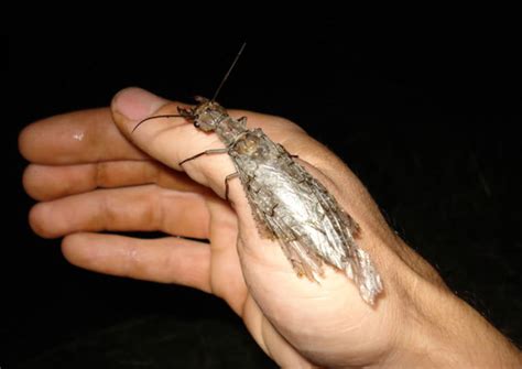 Kill It With Fire 12 Terrifying Bugs Incredible Things