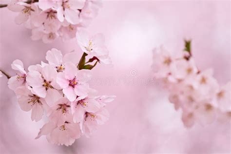 Cherry Blossoms Stock Image Image Of Flowers Branch 48134477