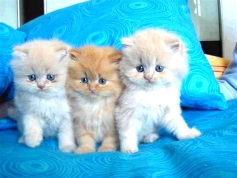 Pin By Nola Macgregor On Turquoise And Aqua Everything Kittens Cutest