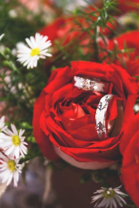 Free Stock Photo Of Red Roses Wedding