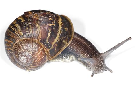 Filegarden Snail