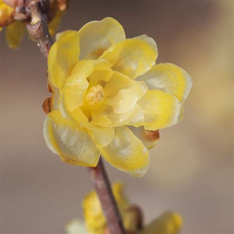 Wintersweet Significados Dos Nomes