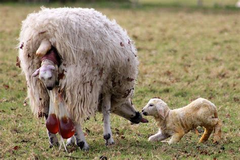 The camel goes along the course that the human shows it. Geboorte (leven) - Wikipedia