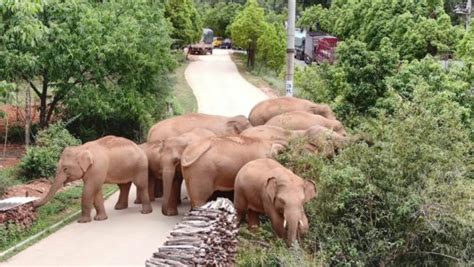 Elephants In China Gone Wild Chinosity