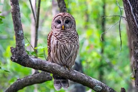 Barred Owl Facts Size Diet Pictures All Animal Facts