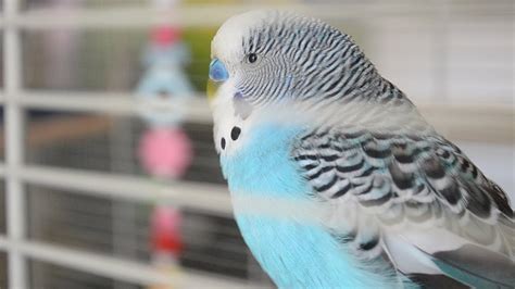 Budgie Sounds My Cookie Sounds Youtube