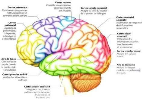 Le Cortex Cérébral Et Ses Différents Lobes En Image Par Lpg Psy La