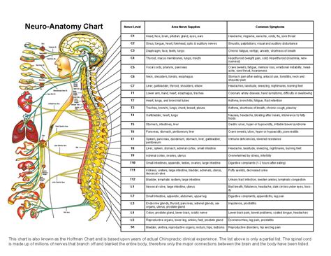 Anatomy Human Neuroanatomy