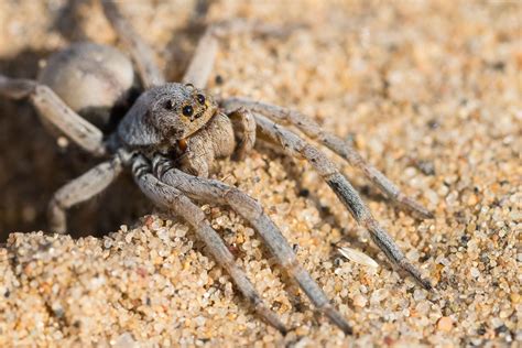 Burrowing Wolf Spider Larry De March Galleries Digital Photography