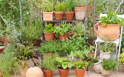 7 Apartment Herb Garden Tips Apartment Gardening Balcony Garden Web