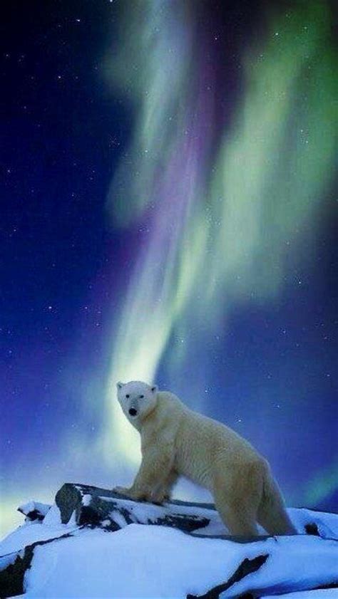 Gorgeous Shot Source Polar Bear Cute Animals Animals