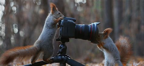Russian Photographer Takes Pictures Of Squirrels Going Nuts In The Snow Demilked
