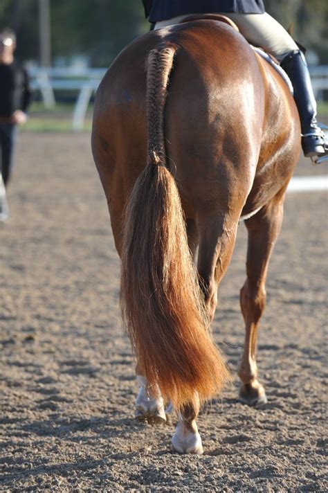 Top Tips For A Truly Beautiful Tail The Chronicle Of The Horse