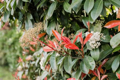 How To Grow And Care For Red Tip Photinia